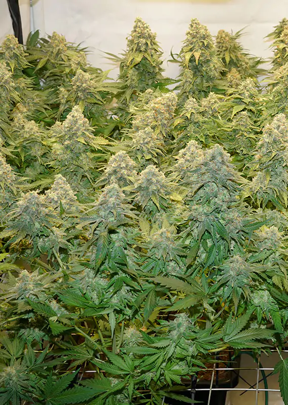 Banana Blaze® - Imagem 3