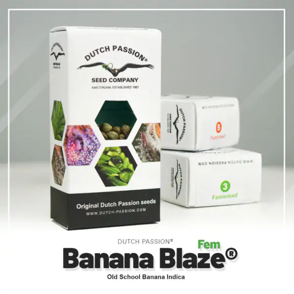 Banana Blaze® - Imagem 5