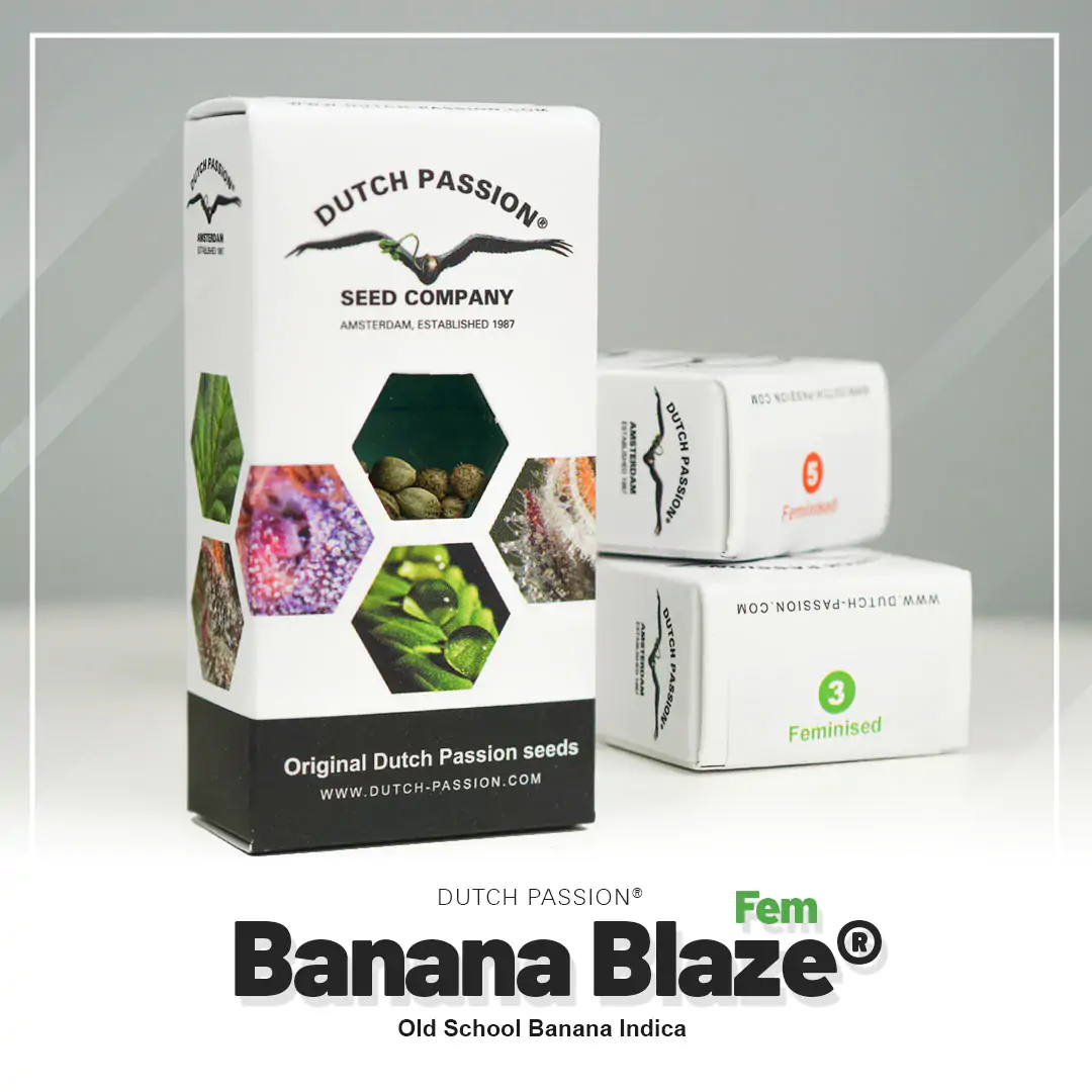 Banana Blaze® - Imagem 5