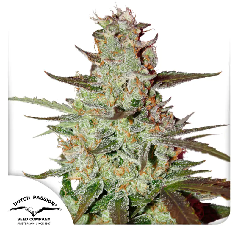 Auto Blue Mazar® - Imagem 4