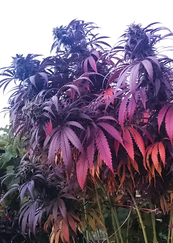 Bubba Island Kush® - Imagem 2