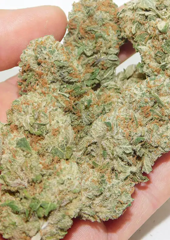Bubba Island Kush® - Imagem 3