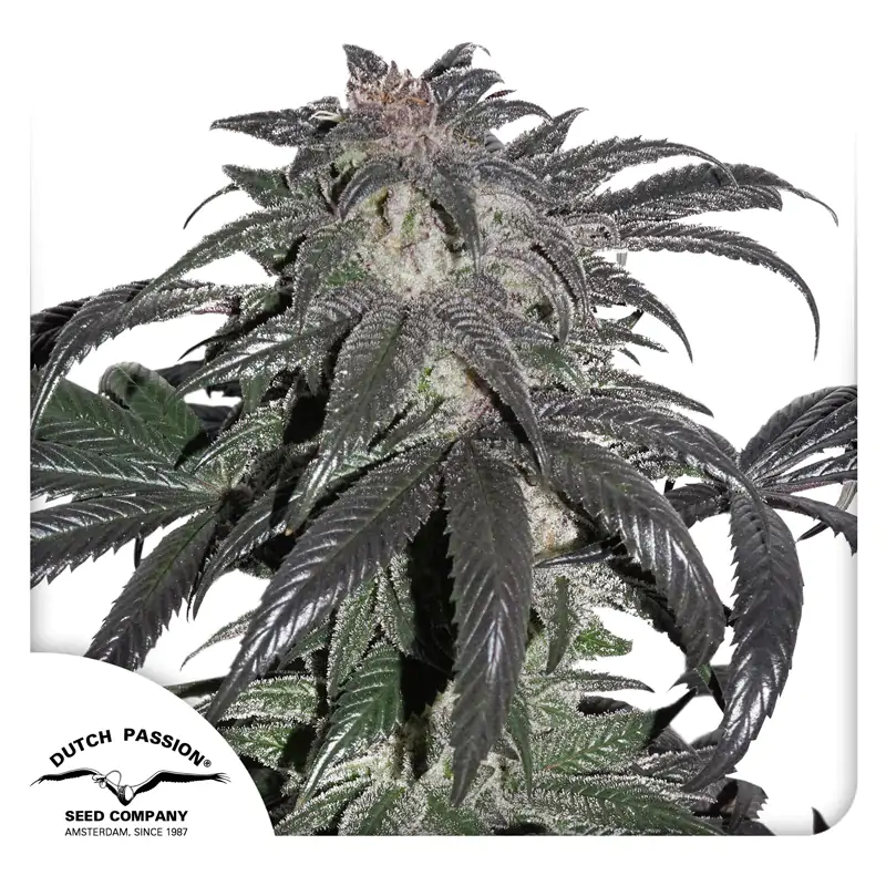Bubba Island Kush® - Imagem 4