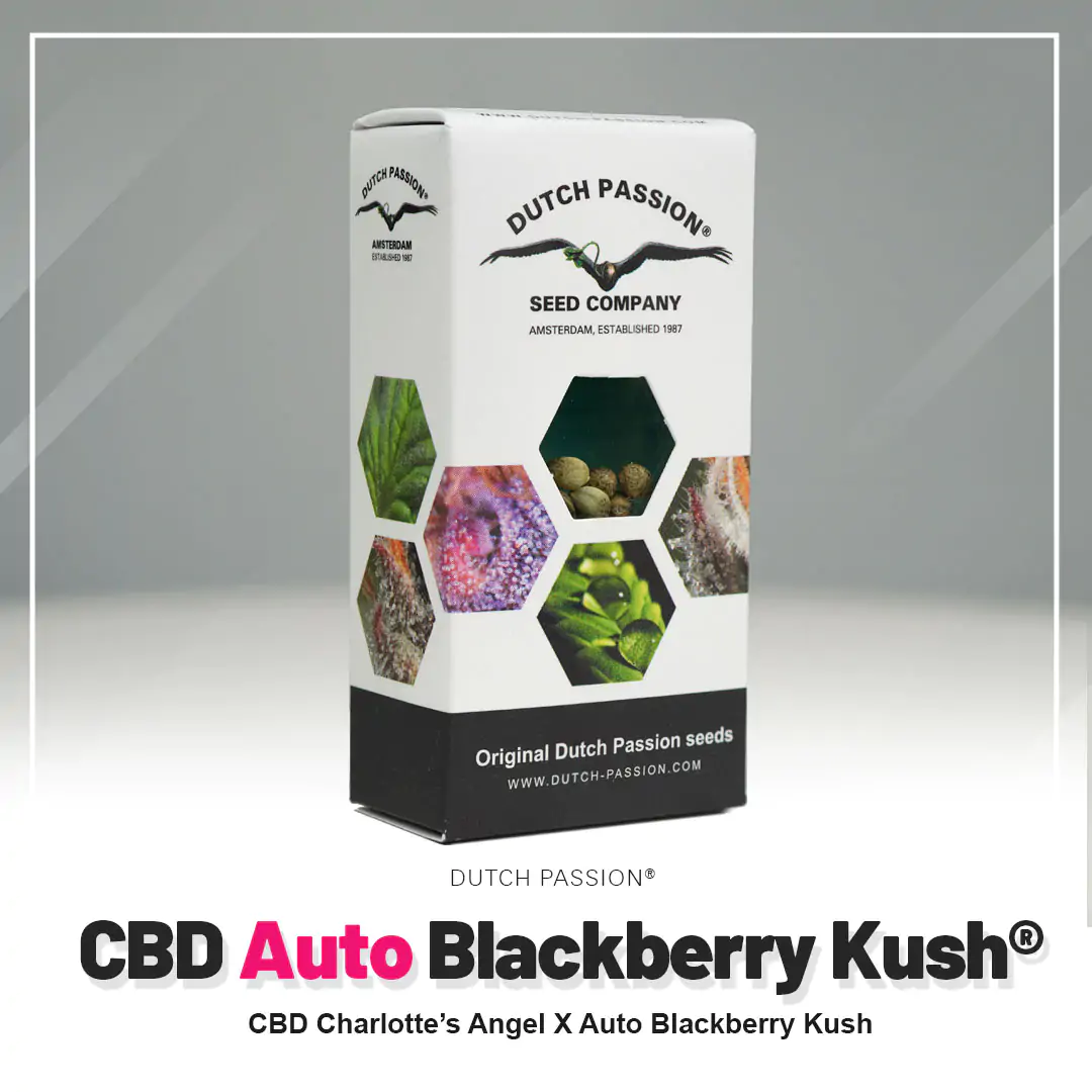 Auto CBD Blackberry Kush® - Imagem 5