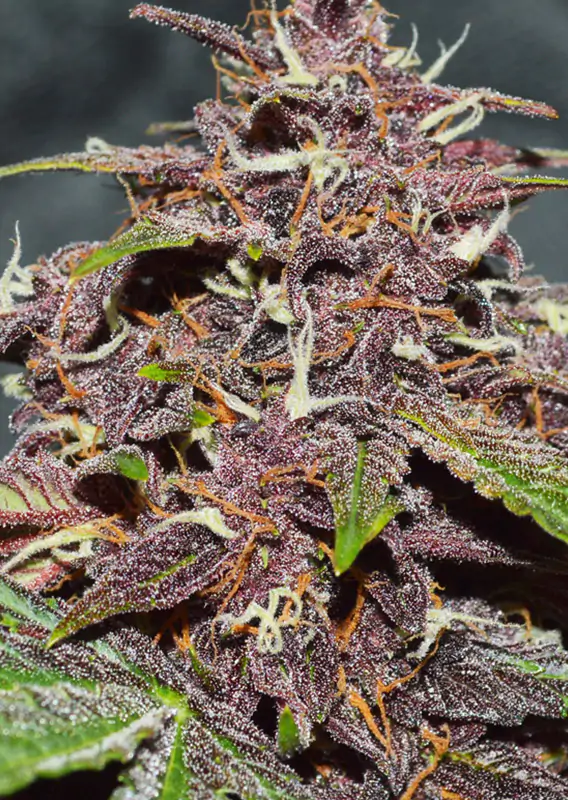 Auto CBD Blackberry Kush® - Imagem 3