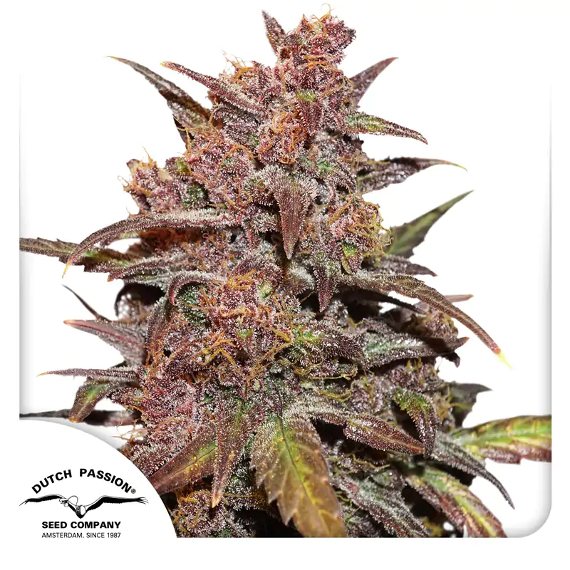 Auto CBD Blackberry Kush® - Imagem 4