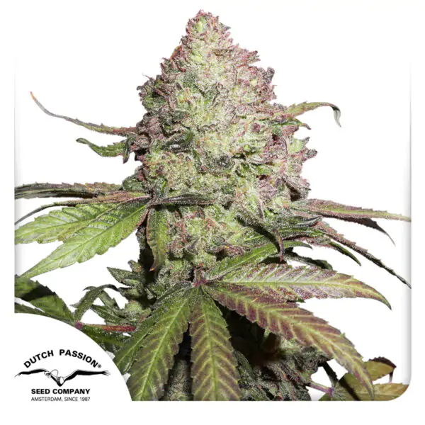 Auto CBD Charlotte’s Angel - Imagem 4