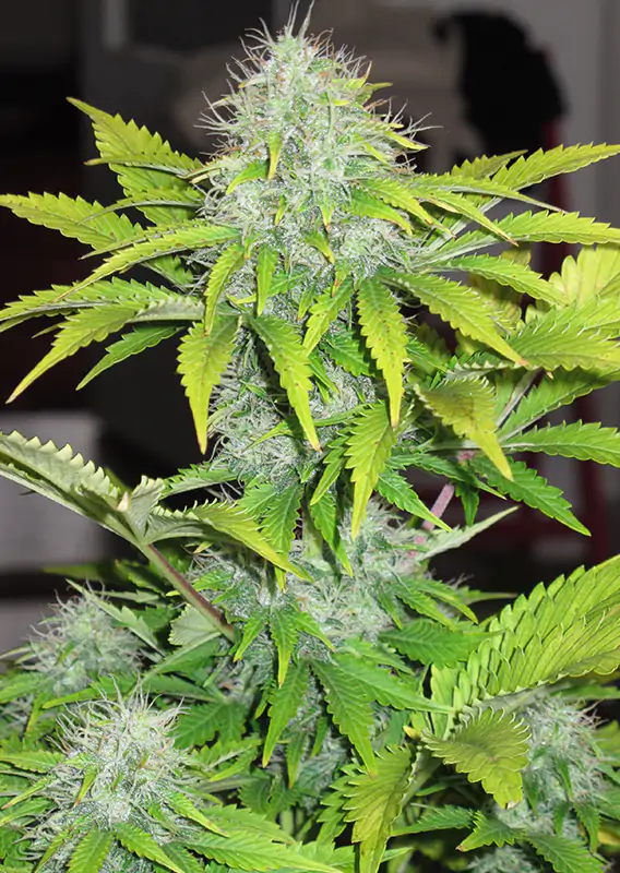 Auto CBD White Widow - Imagem 3
