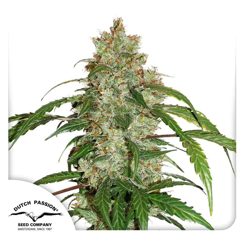 Auto CBD White Widow - Imagem 4