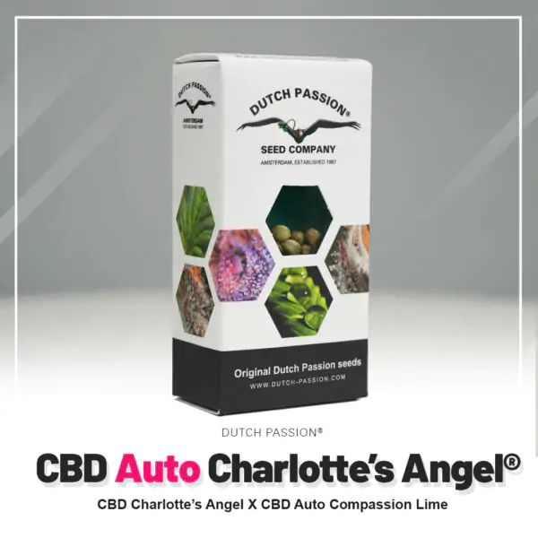 Auto CBD Charlotte’s Angel - Imagem 5
