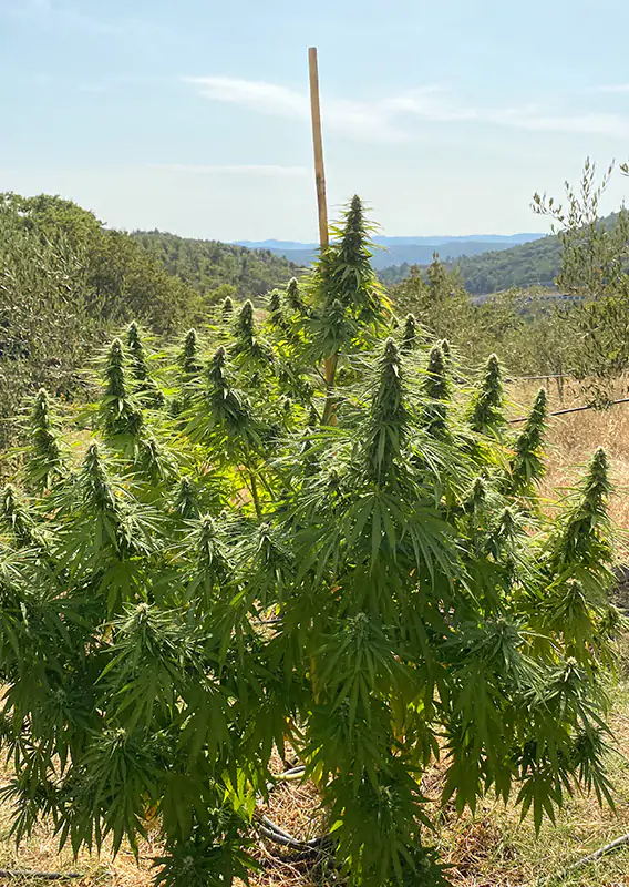 CBD Charlotte´s Angel® - Imagem 2