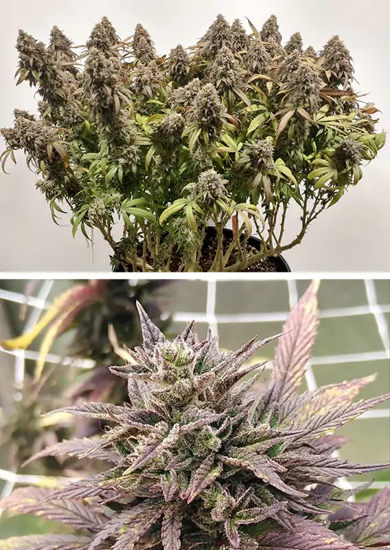 CBD Charlotte´s Angel® - Imagem 3