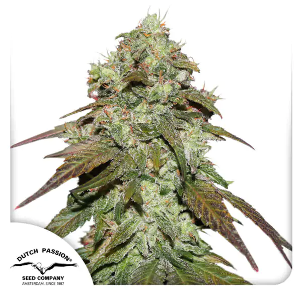 CBD Mazar® - Imagem 2
