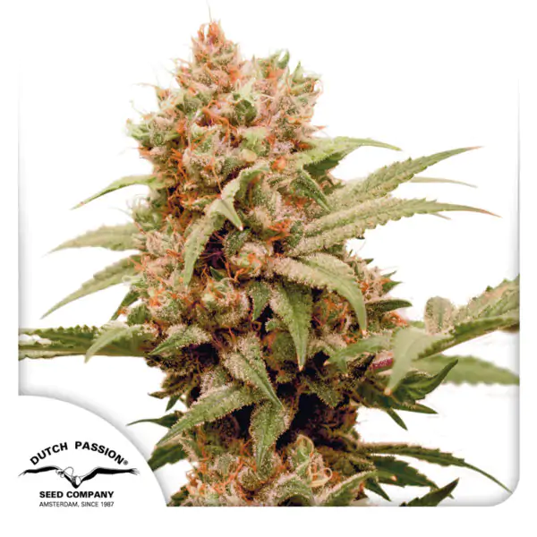 CBG-Force® - Imagem 4