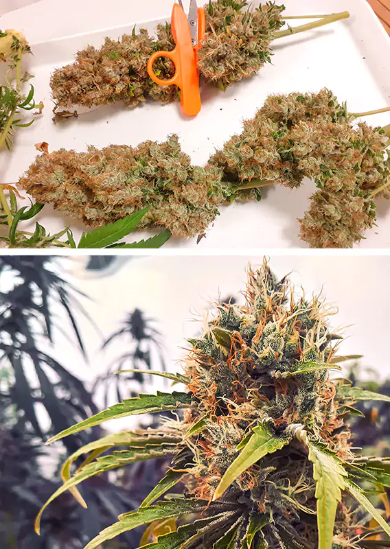 CBG-Force® - Imagem 3
