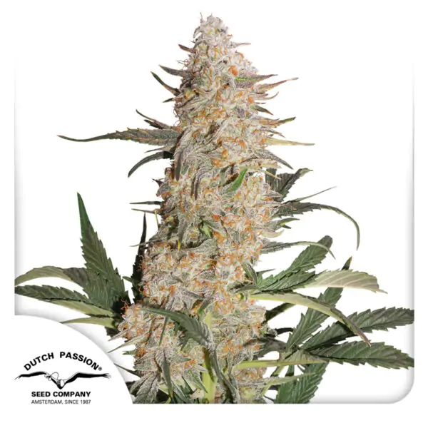 Critical Orange Punch® - Imagem 3