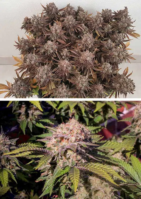 Critical Orange Punch® - Imagem 4