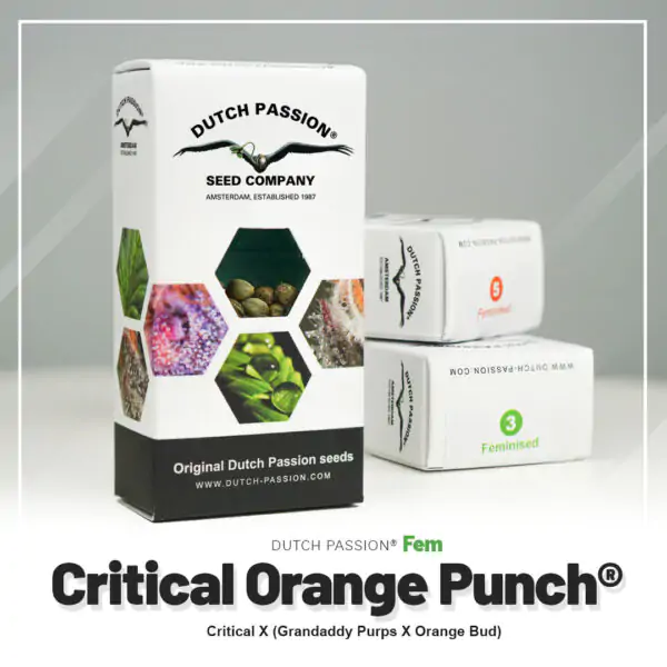 Critical Orange Punch® - Imagem 5