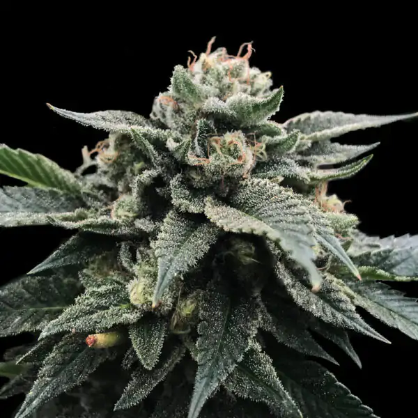 Sorbet Stash - Imagem 2