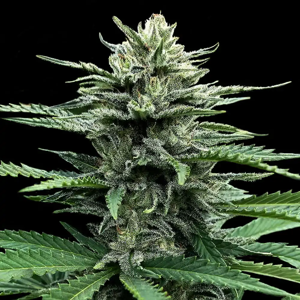 Auto Strawberry Banana - Imagem 2