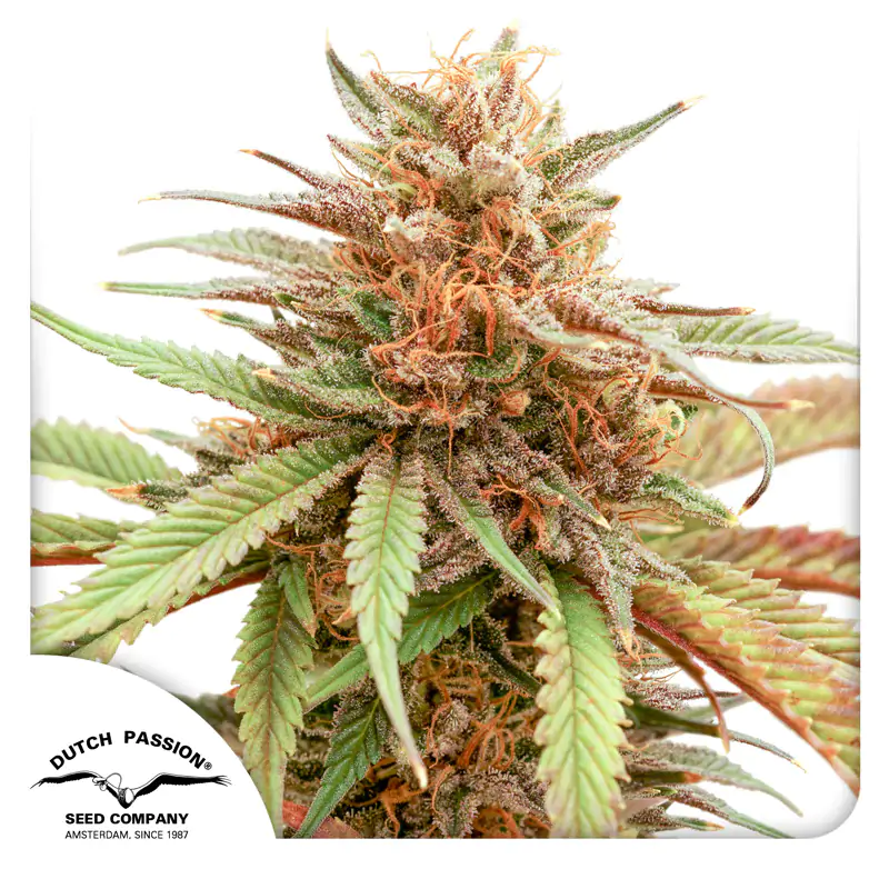 Durban Dew® - Imagem 2