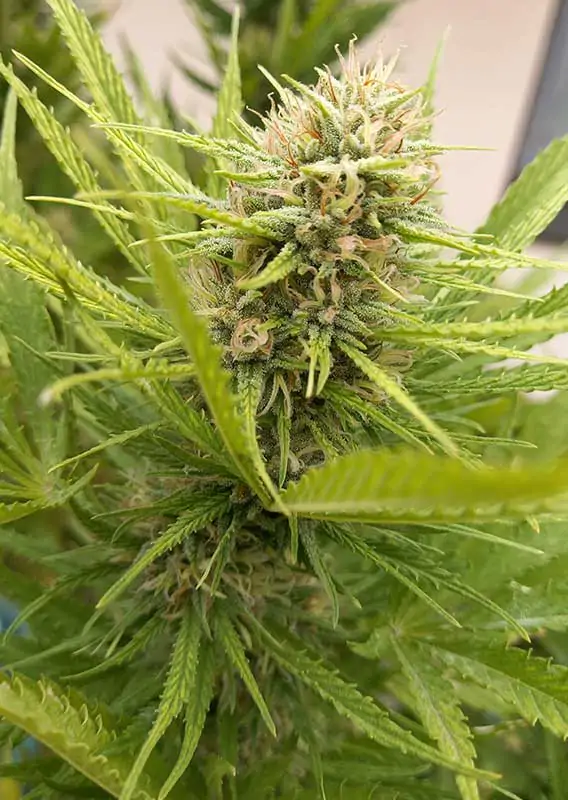Durban Poison® - Imagem 3