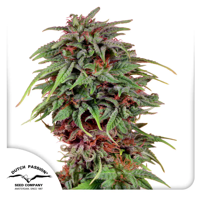 Durban Poison® - Imagem 4