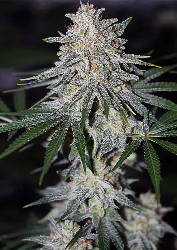 Glueberry O.G.® - Imagem 2