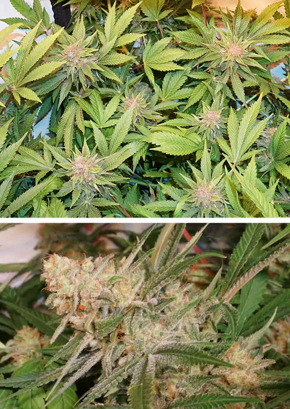 Glueberry O.G.® - Imagem 3