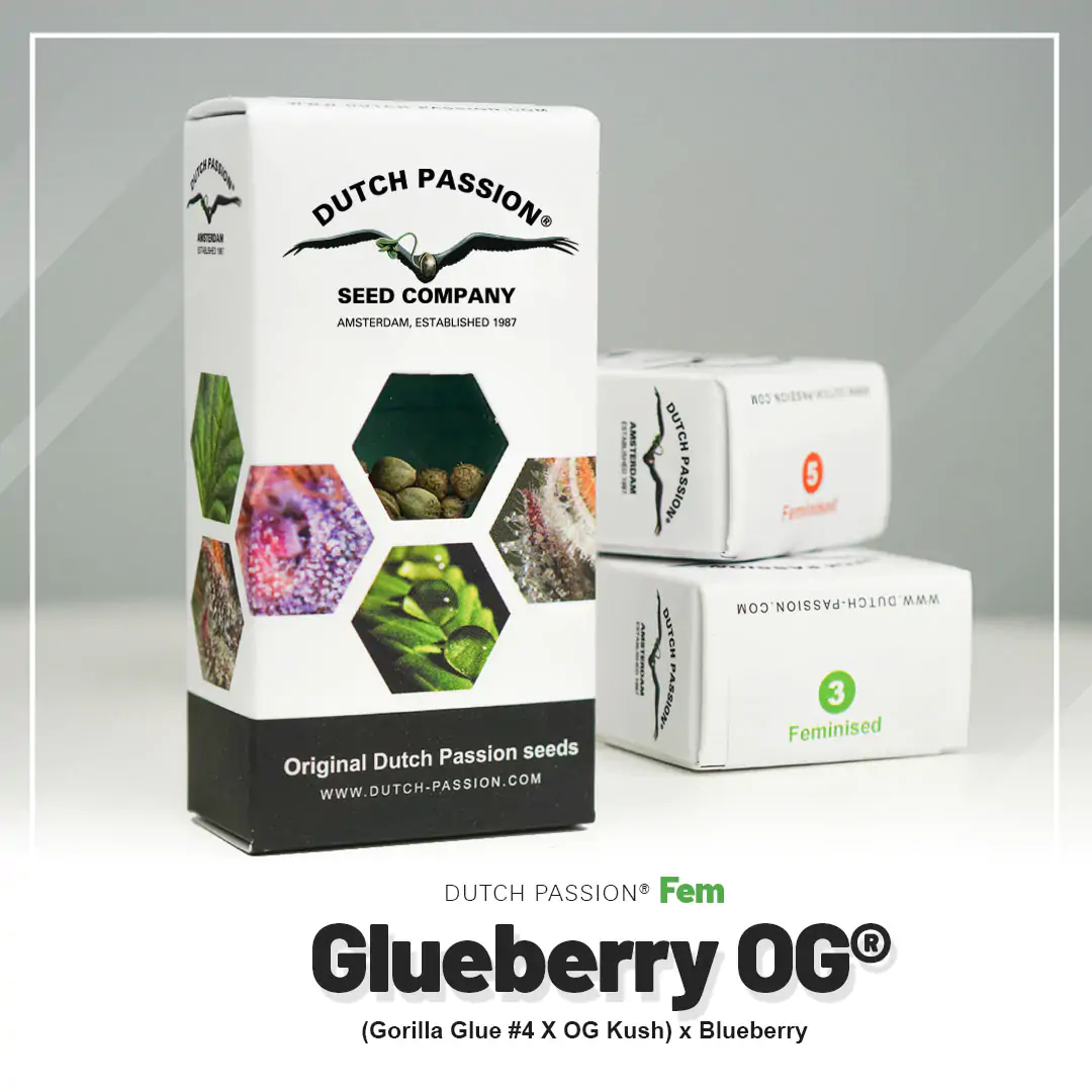 Glueberry O.G.® - Imagem 5