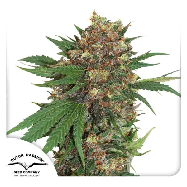 Master Kush - Imagem 4