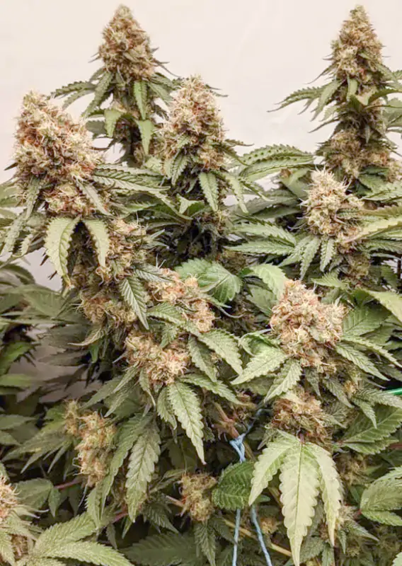 Master Kush - Imagem 3