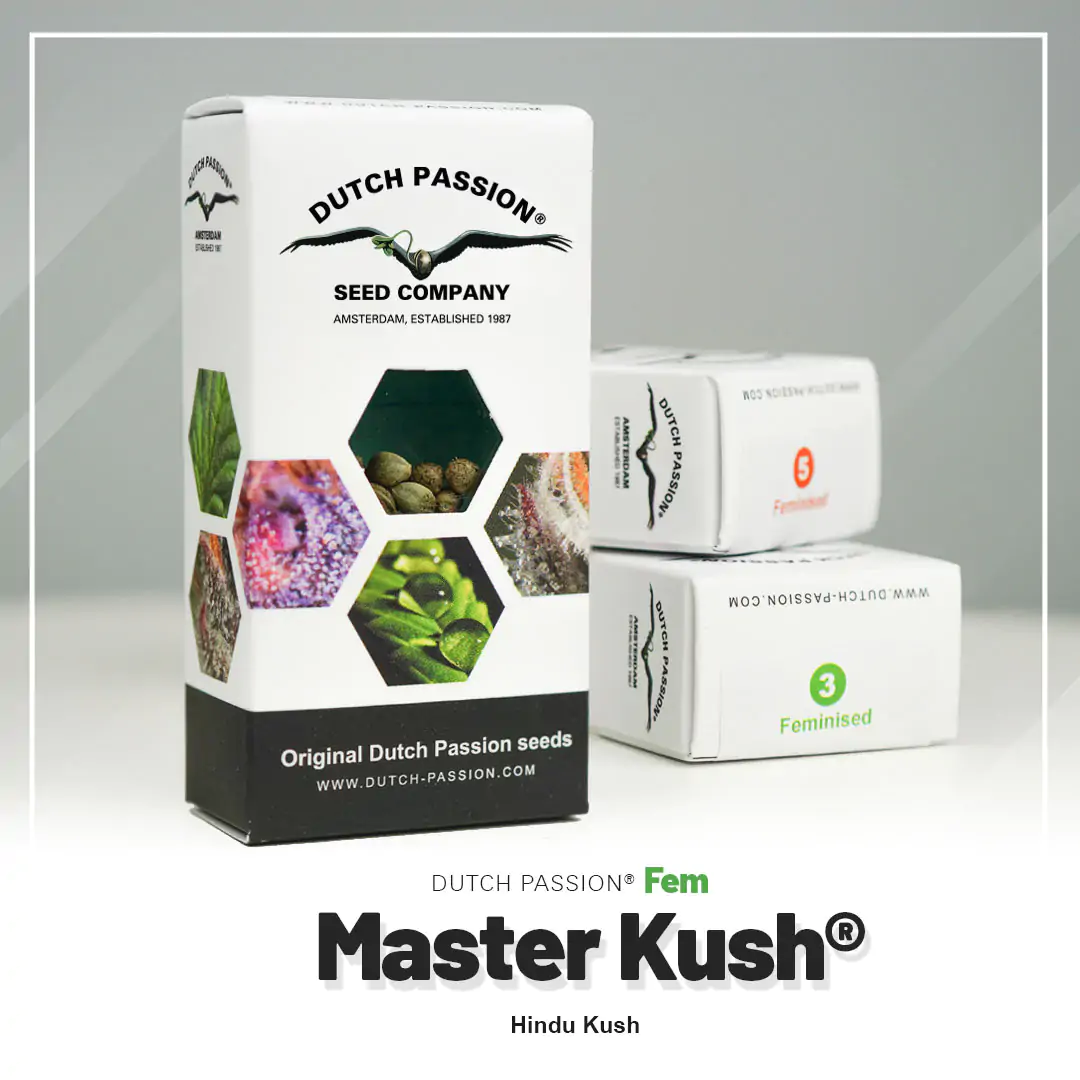Master Kush - Imagem 5