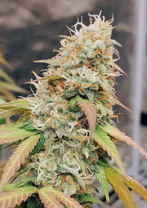 Meringue® - Imagem 3