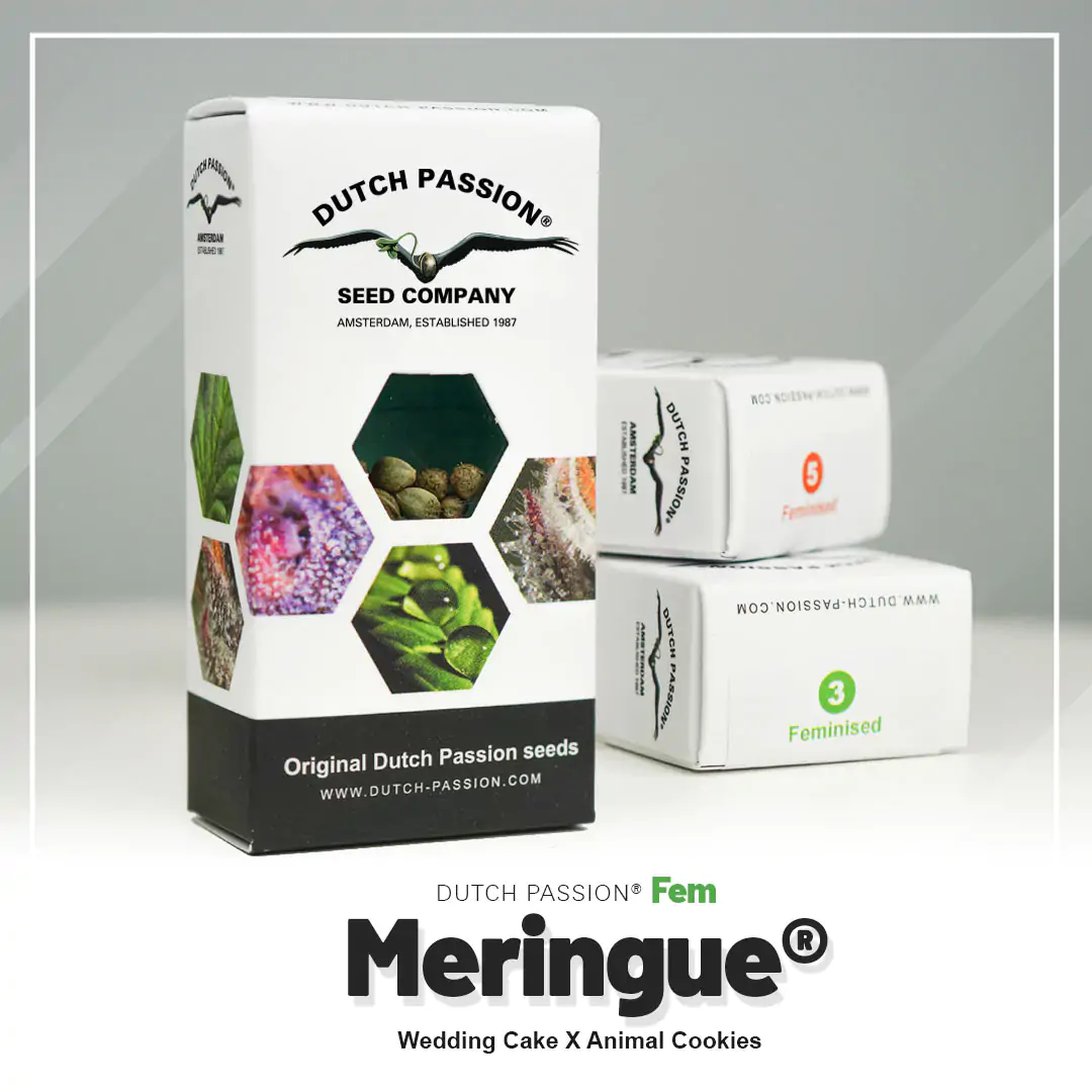 Meringue® - Imagem 5