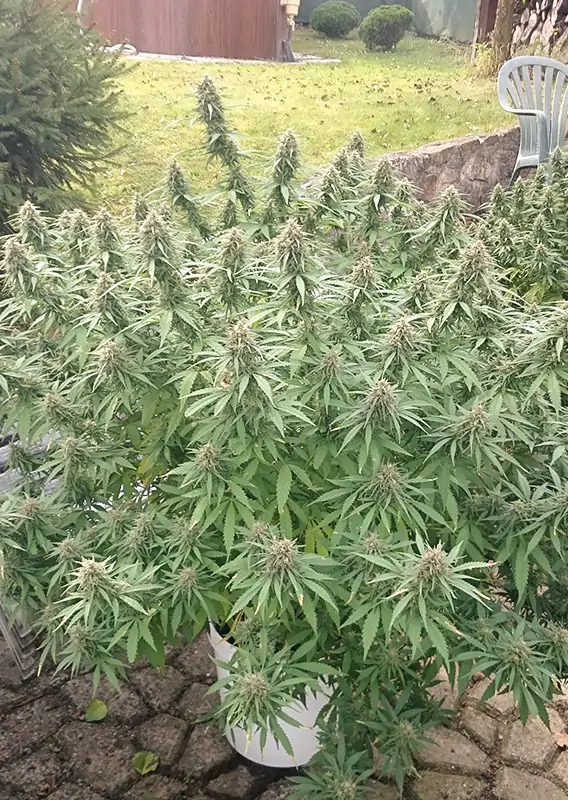 Orange Bud® - Imagem 2