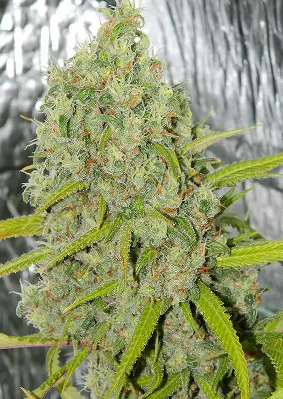Orange Bud® - Imagem 3