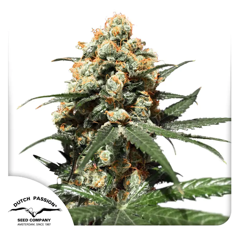 Orange Hill Special® - regular - Imagem 4