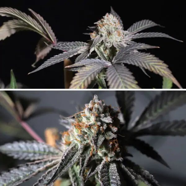 Purple OG Punch - Imagem 2