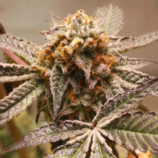 Purple OG Punch - Imagem 3