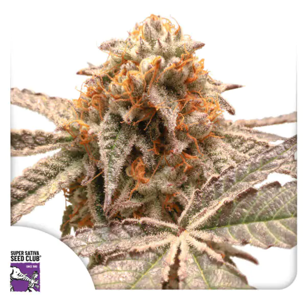 Purple OG Punch - Imagem 4