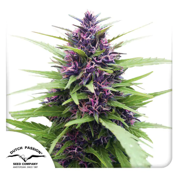 Shaman® - Imagem 4