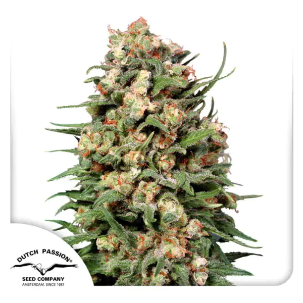 Skunk #1® regular - Imagem 5