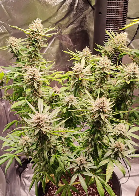 Skunk #1® regular - Imagem 3