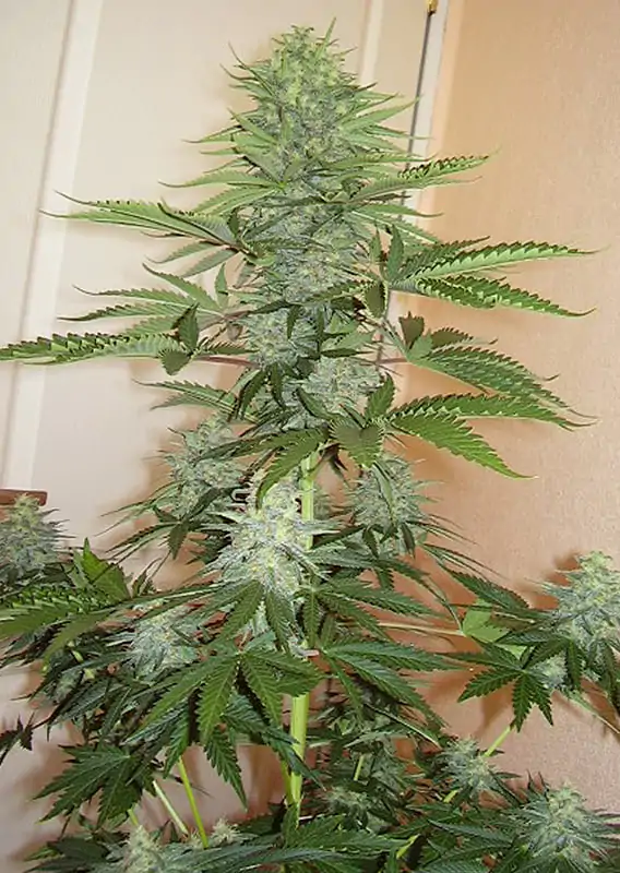 Skunk #1® regular - Imagem 4