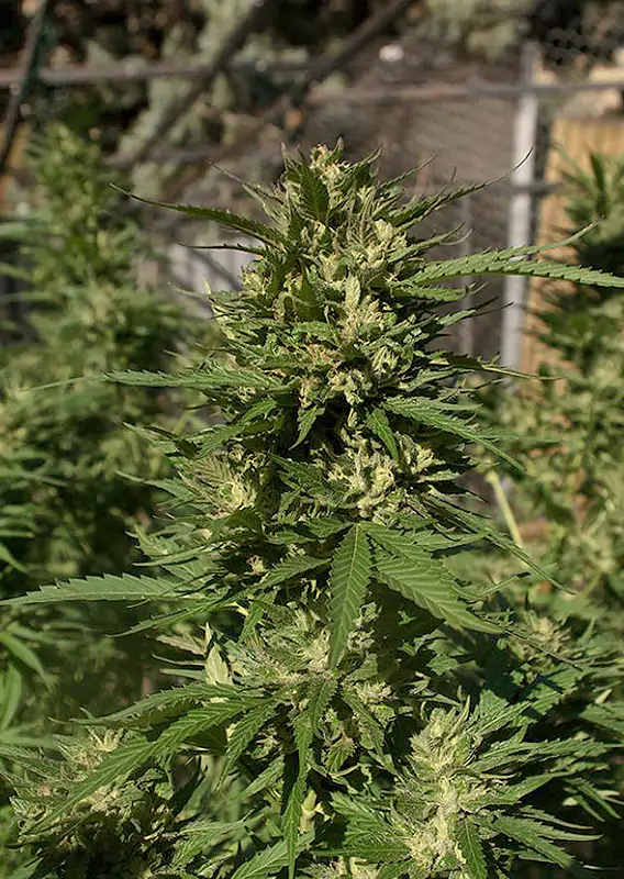 Skunk #11® - Imagem 2