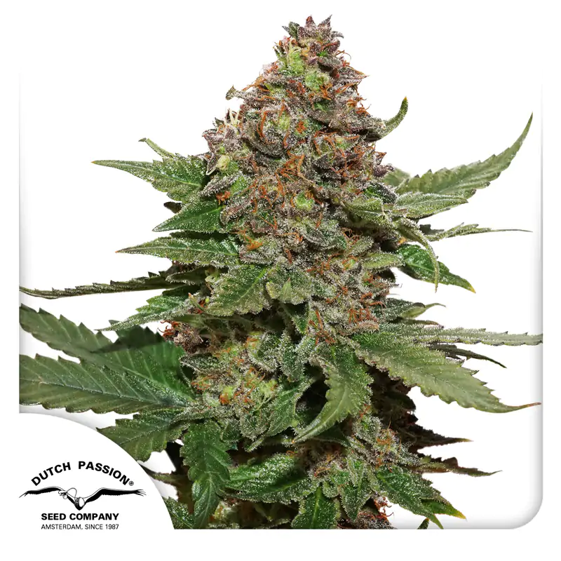 Strawberry Cough® - Imagem 5