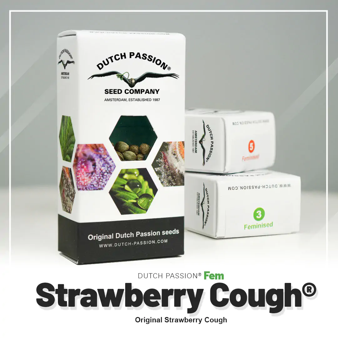 Strawberry Cough® - Imagem 6