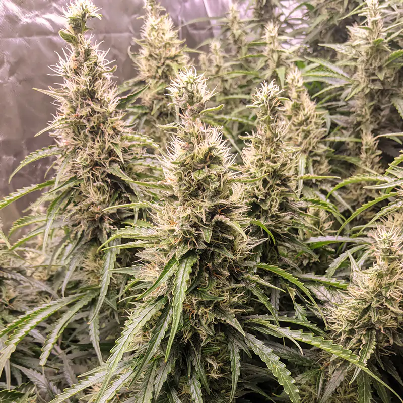 Fat Pete’s Cookies Auto® - Imagem 3