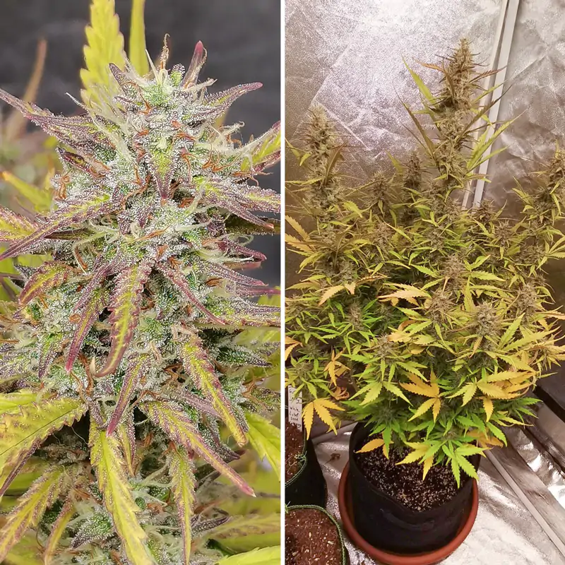 Fat Pete’s Cookies Auto® - Imagem 4